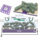 Biofilm Device